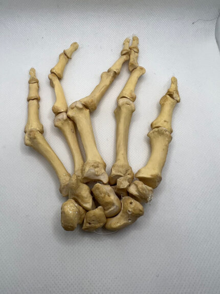 Real Human Left Hand 102 bones