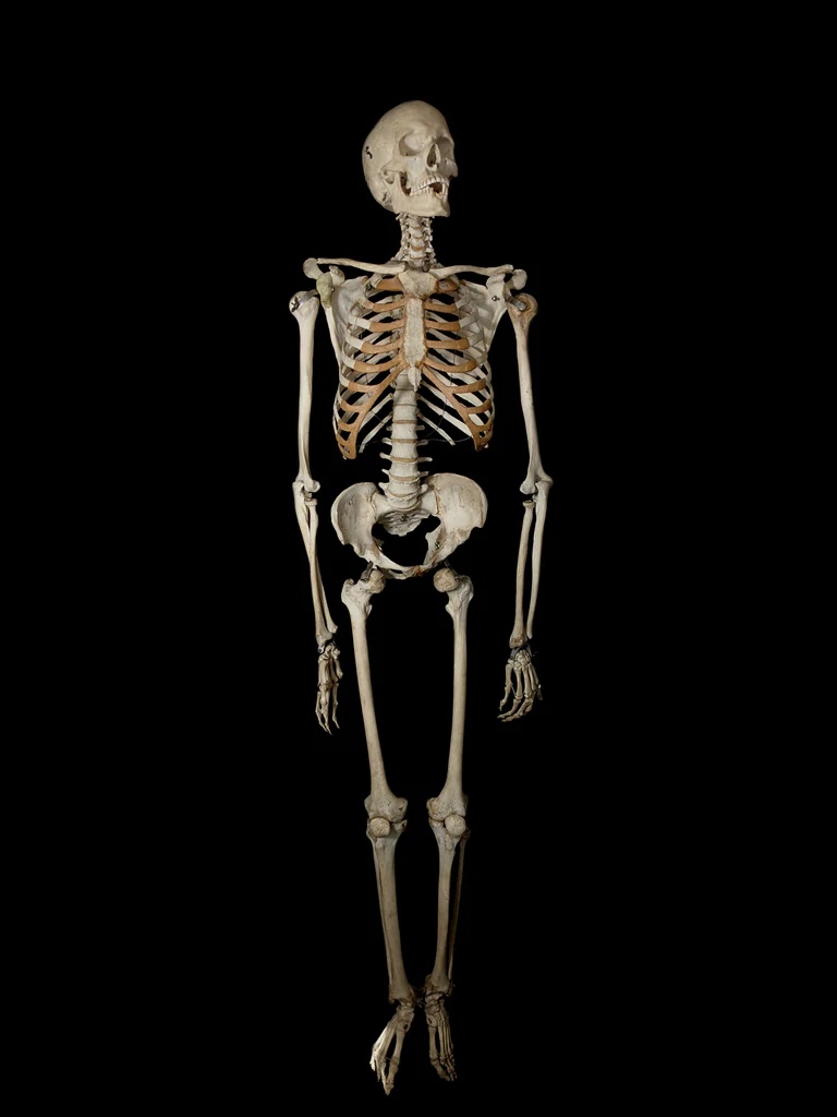 Adult Male Skeleton With Hyoid
