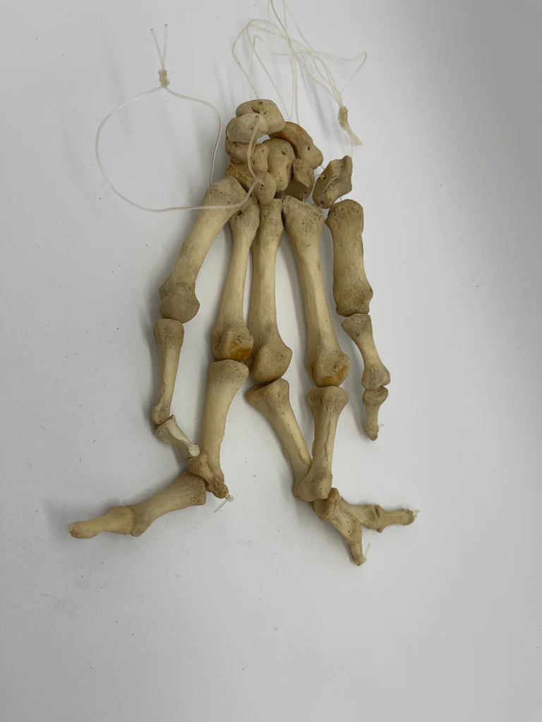 Articulated Human Hand Left High Quality Sting/Cord Articulated Human ...