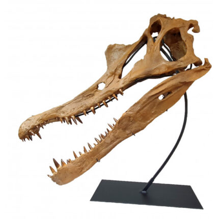 Spinosaurus aegypticus (skull)