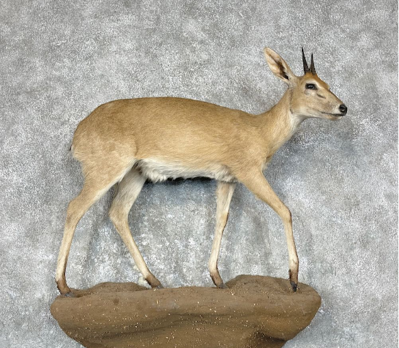 BUSH DUIKER LIFE-SIZE TAXIDERMY MOUNT FOR SALE