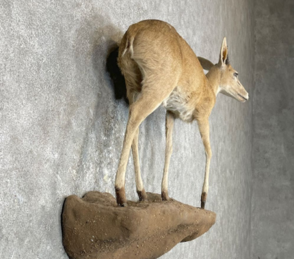 BUSH DUIKER LIFE-SIZE TAXIDERMY MOUNT FOR SALE