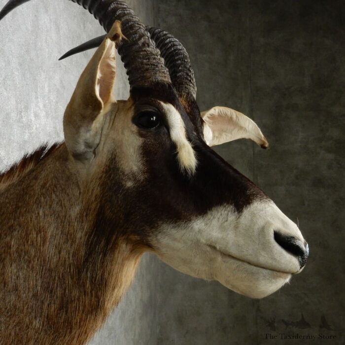 ROAN ANTELOPE TAXIDERMY SHOULDER MOUNT FOR SALE