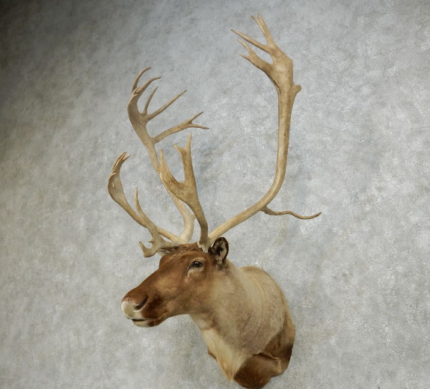 Barren Ground Caribou Taxidermy Shoulder Mount For Sale