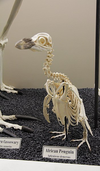 African Penguin Skeleton Model