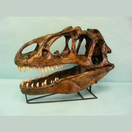 Allosaurus Fragilis Dinosaur Skull Replica