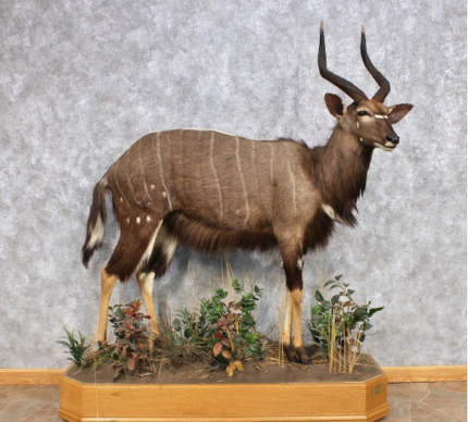 AFRICAN NYALA LIFE-SIZE TAXIDERMY MOUNT FOR SALE