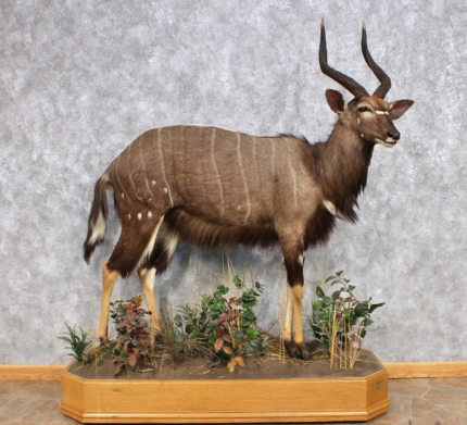 AFRICAN NYALA LIFE-SIZE TAXIDERMY MOUNT FOR SALE