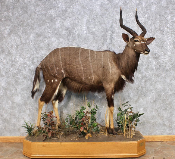 AFRICAN NYALA LIFE-SIZE TAXIDERMY MOUNT FOR SALE