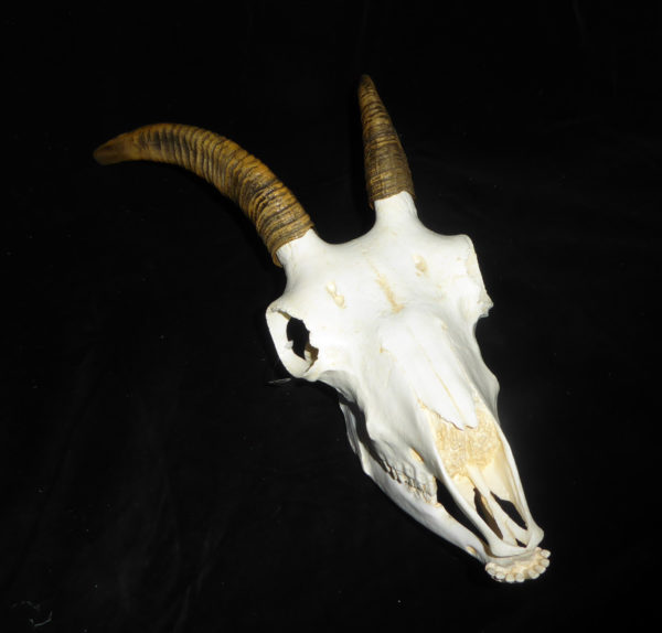 Bighorn Sheep Female Skull