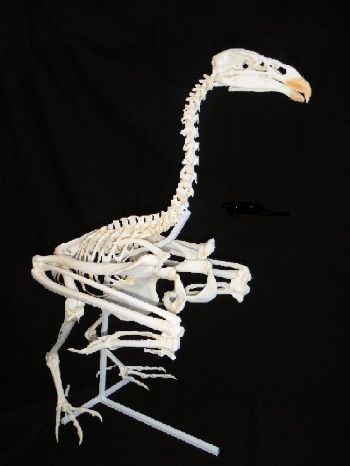 California Condor Skeleton Mounted