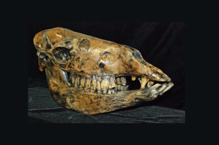 Camelops Hesternus Skull Replica