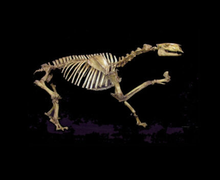 Chalicothere Moropus Elatus Skeleton