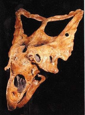 Chasmosaurus belli Skull Replica