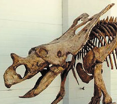 Chasmosaurus Belli Dinosaur Skull