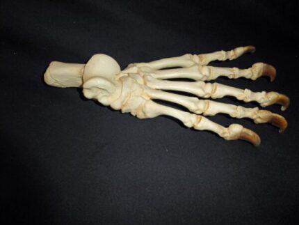 Grizzy Bear Hind Foot Replica