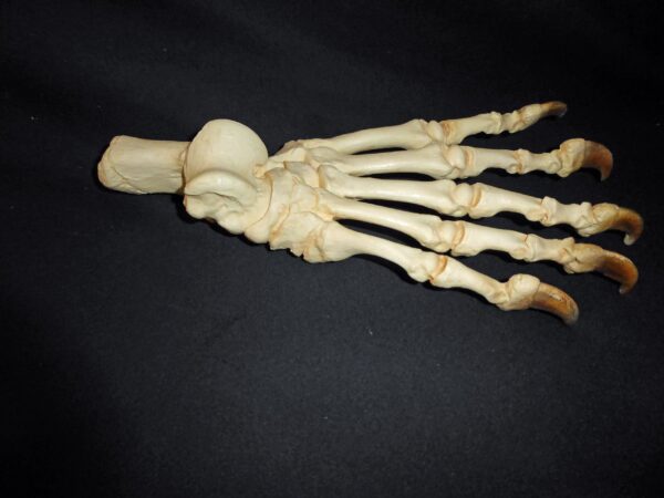 Grizzy Bear Hind Foot Replica