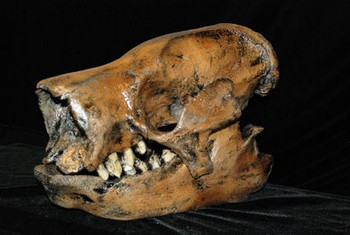 Harlans Ground Sloth Skull