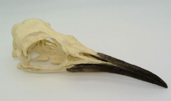 King Penguin Skull Replica