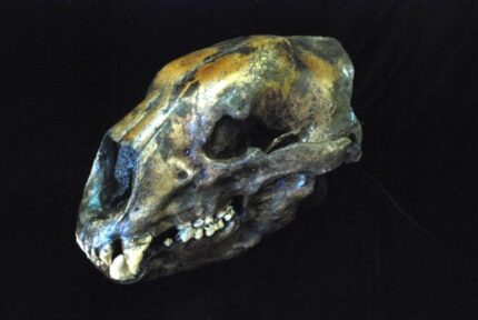 Short Faced Bear Skull