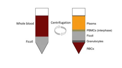 Human Normal Peripheral Blood Mononuclear Cells (PBMC)