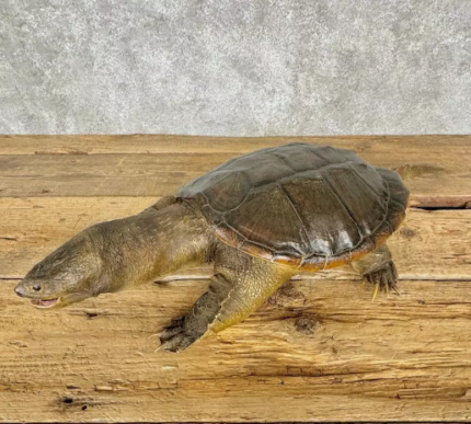 Awesome Common Snapping Turtle Taxidermy Mount