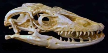 Asian Water Monitor Skull