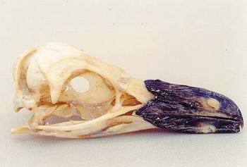 Magellanic Penguin Skull Replica