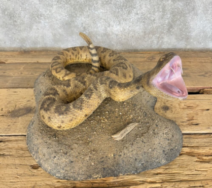 https://activescienceparts.com/product-category/taxidermy-for-sale/