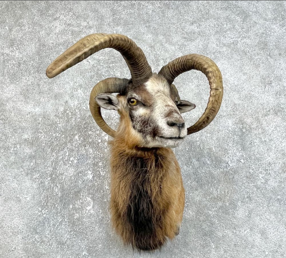 Taxidermy For Sale