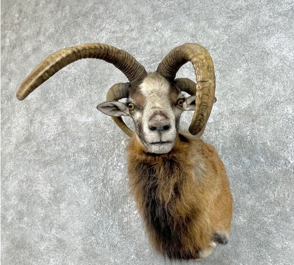 JACOBS FOUR HORN CROSS TAXIDERMY SHOULDER MOUNT FOR SALE