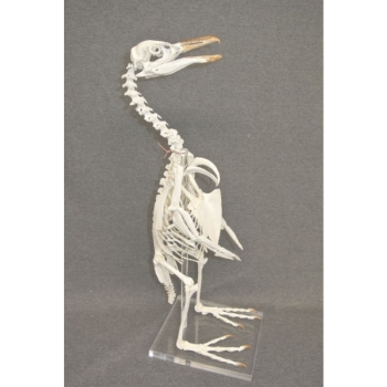 African Penguin Skeleton Model