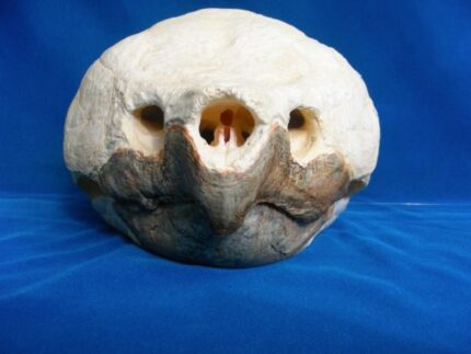 Alligator Snapping Turtle Skull