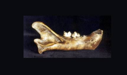 American Lion Right Mandible