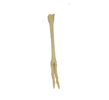 American Pronghorn Forefoot