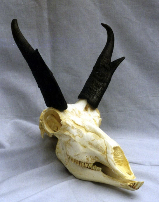 American Pronghorn Skull Replica