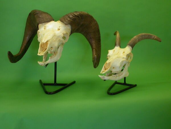 Bighorn Sheep Female Skull