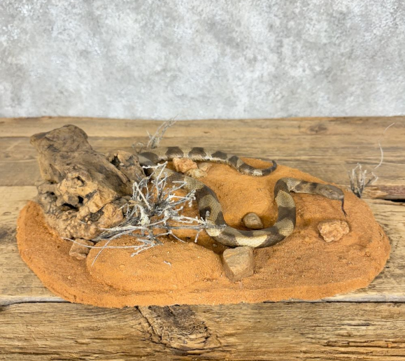 EASTERN COPPERHEAD TAXIDERMY MOUNT FOR SALE