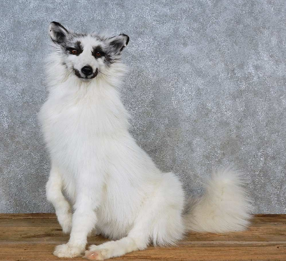 ARCTIC MARBLE FOX TAXIDERMY MOUNT FOR SALE