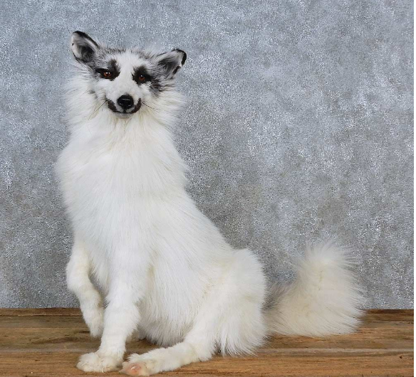 ARCTIC MARBLE FOX TAXIDERMY MOUNT FOR SALE