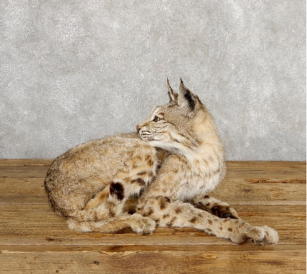 BOBCAT TAXIDERMY MOUNTS FOR SALE