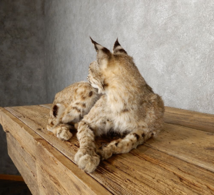 BOBCAT TAXIDERMY MOUNT FOR SALE