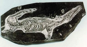 Mesosaur Skeleton Plaque