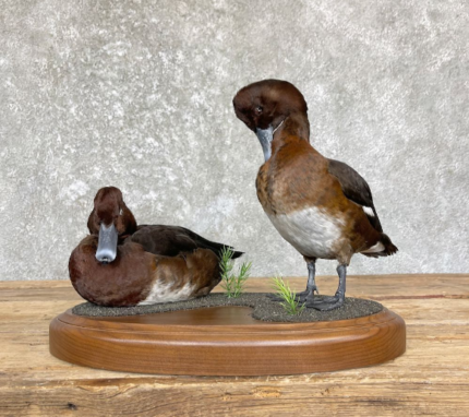 HARDHEAD DUCK TAXIDERMY BIRD MOUNT FOR SALE