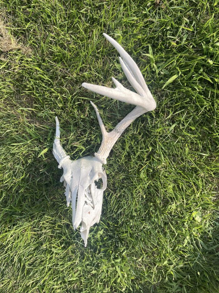 Real Deer Skull for sale