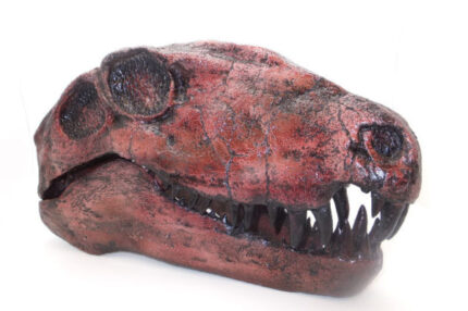 Dimetrodon Dinosaur Skull Replica