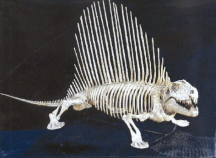 Dimetrodon Limbatus Mounted Skeleton