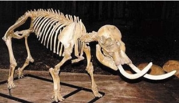 Dwarf Mammoth Skeleton Replica