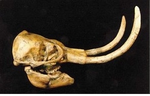 Dwarf Woolly Mammoth Skull