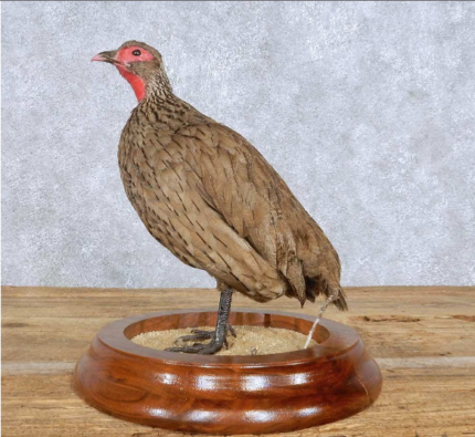 FRANCOLIN TAXIDERMY BIRD MOUNT FOR SALE